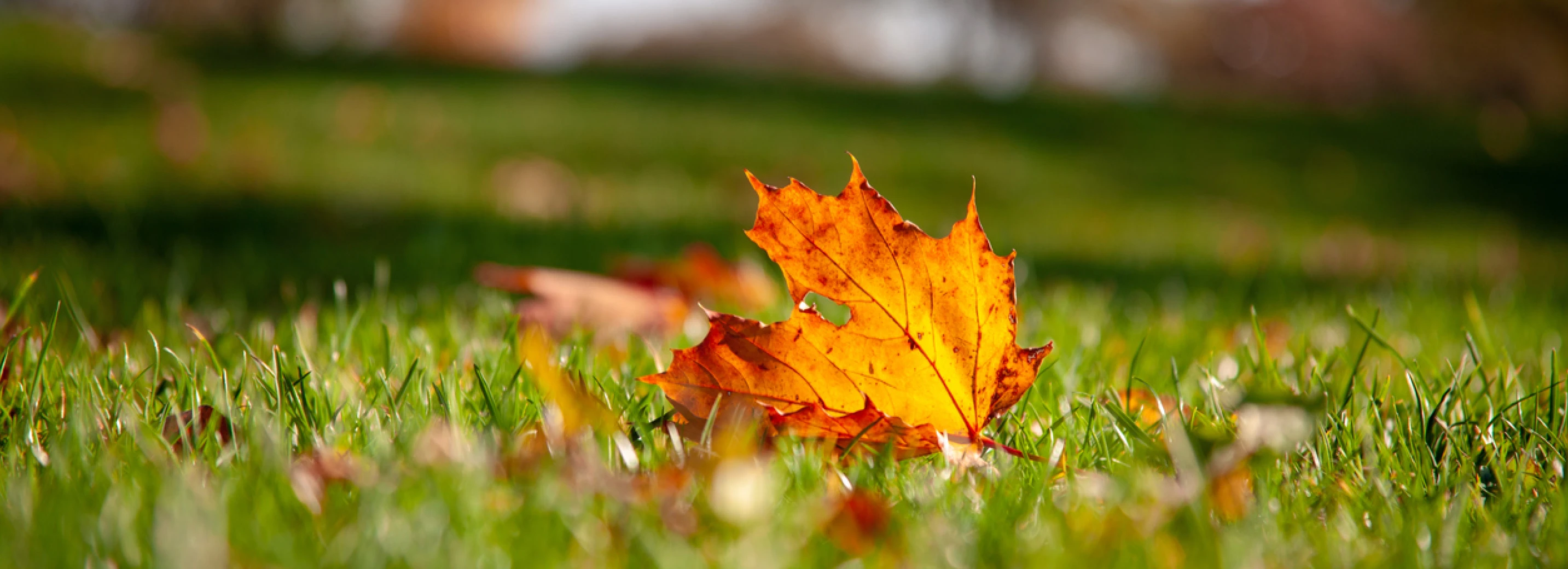 Close-up of fall leaf on a lawn