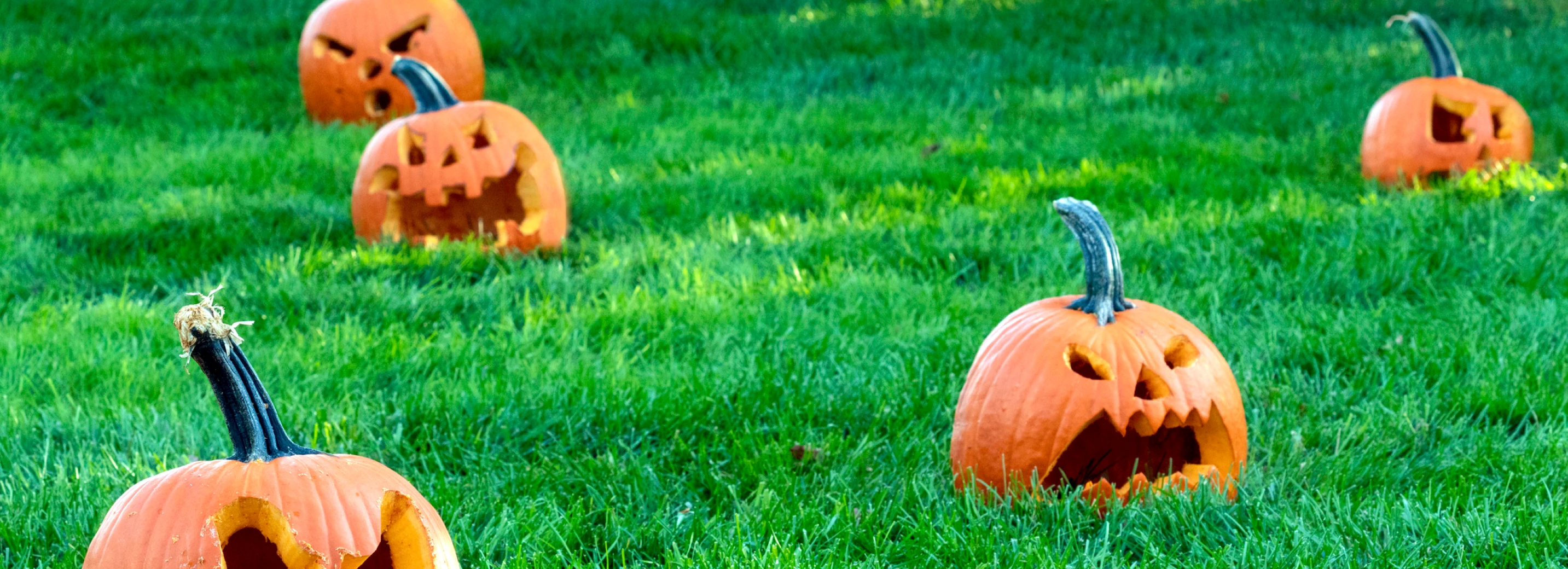 Pumpkins in a lawn