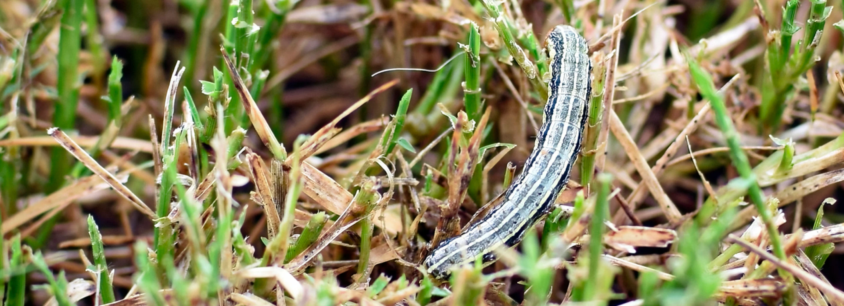 Armyworm crawling in grass