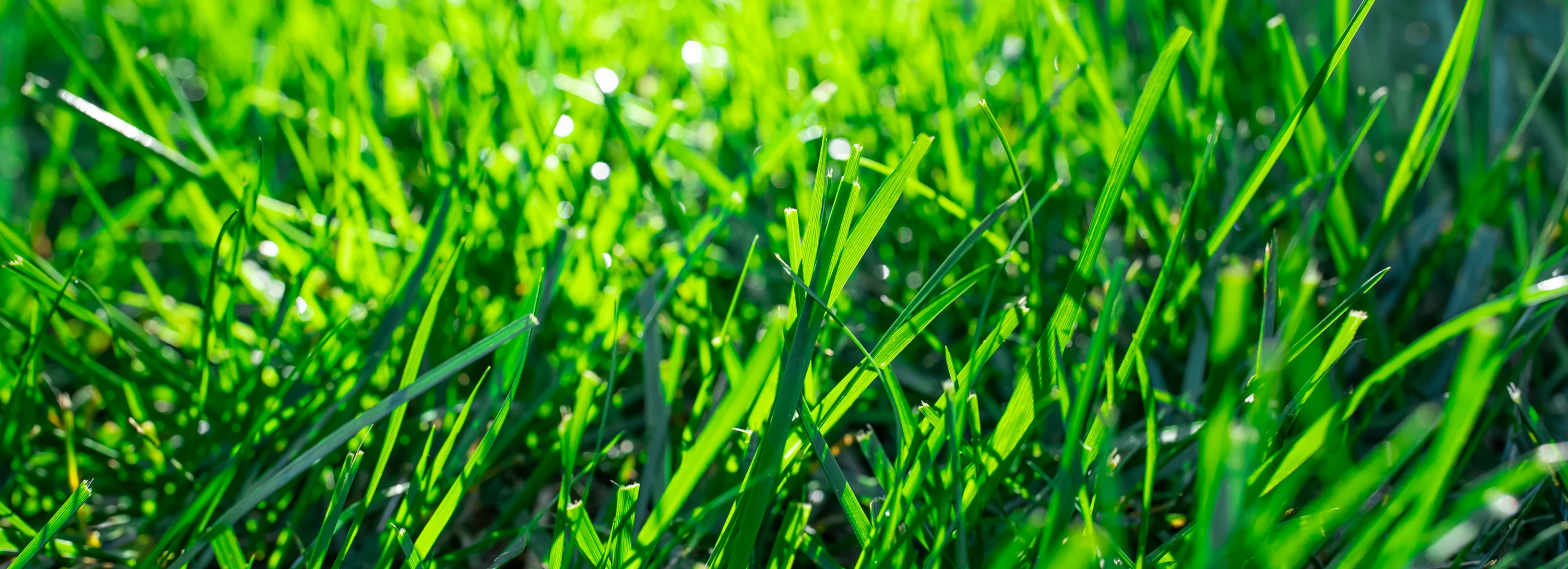Close-up of lush, green grass