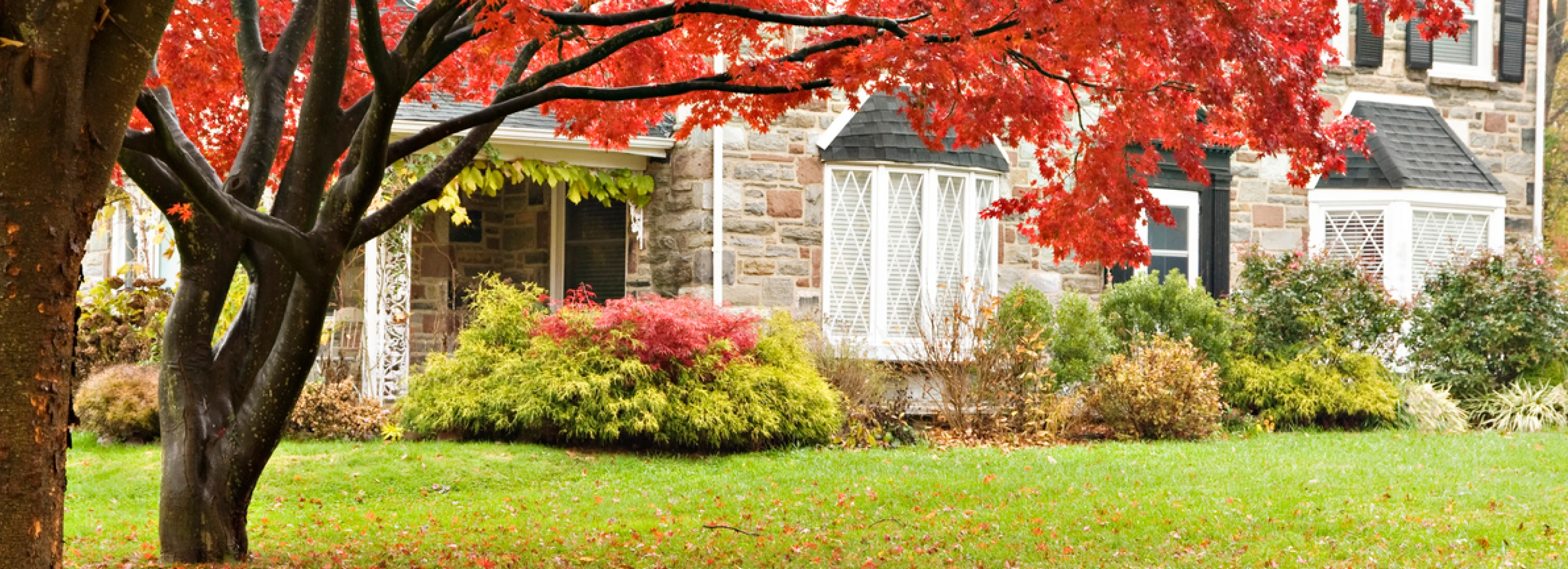Tree changing leaves in the fall in front of a house with a lush, green lawn