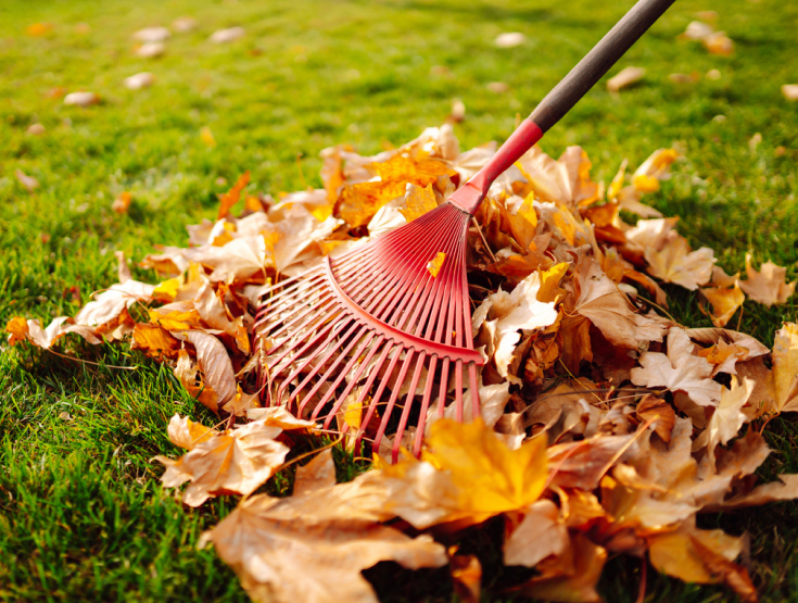 Raking leaves on a lawn