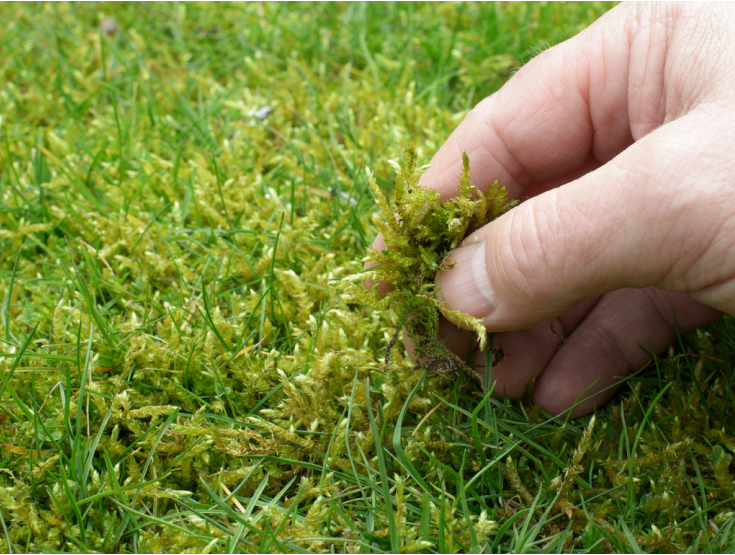 Close-up of a hand pulling moss out of a lawn