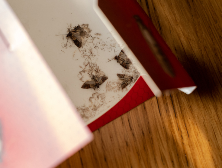 Insects and bugs on a glue strip
