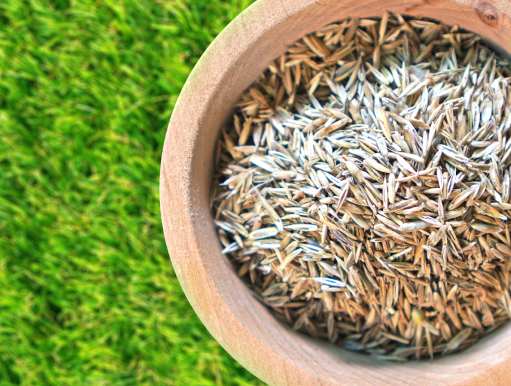 Grass seed in a bowl with a healthy, green lawn in the background