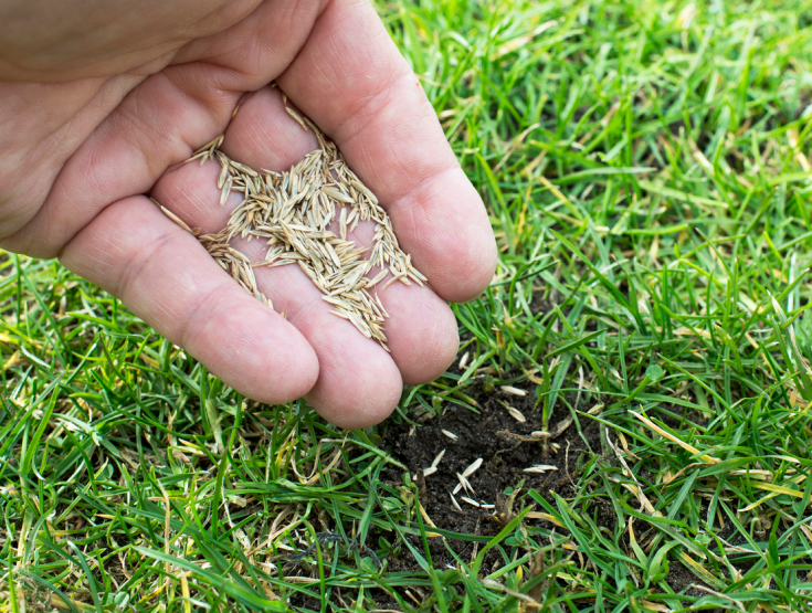 Close-up of hand holding grass seed over a lawn