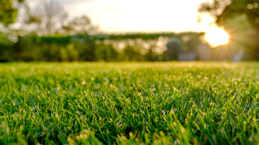 Beautiful, lush green lawn with sun shining on it