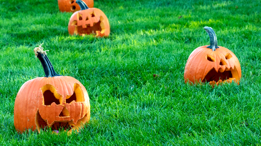 Pumpkins in a lawn