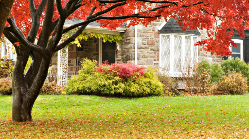 Tree changing leaves in the fall in front of a house with a lush, green lawn