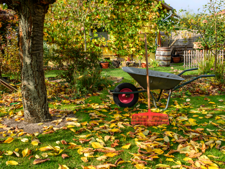 Wheelbarrow with rake on a lawn to rake leaves in preparation for soil testing