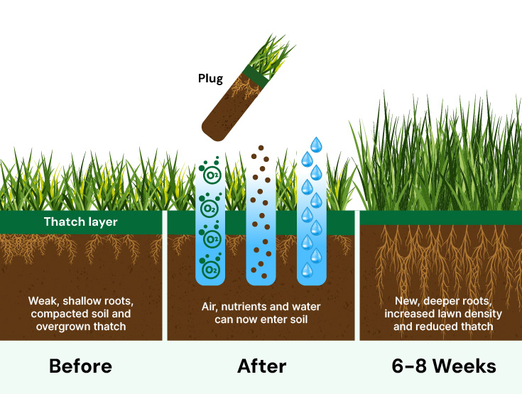 Infographic showing what happens to a lawn before, during and after aeration