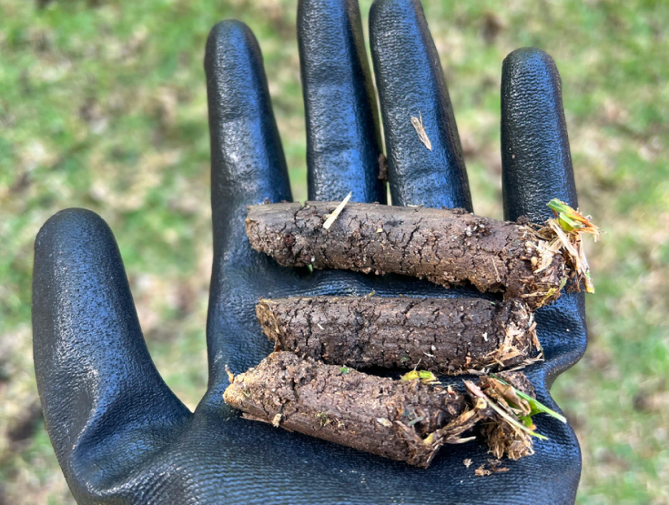 A gloved hand holding soil plugs from core aeration