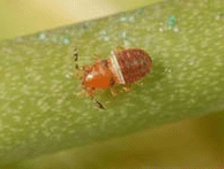 Nymph stage in the lifecycle of a chinch bug