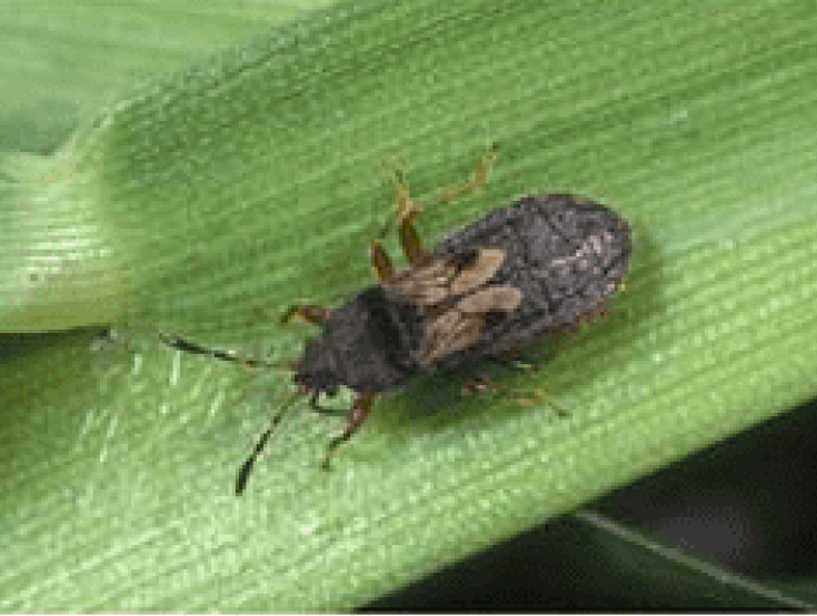 Short-winged adult stage in the lifecycle of a chinch bug