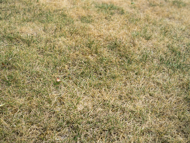 Grass affected by heat and drought