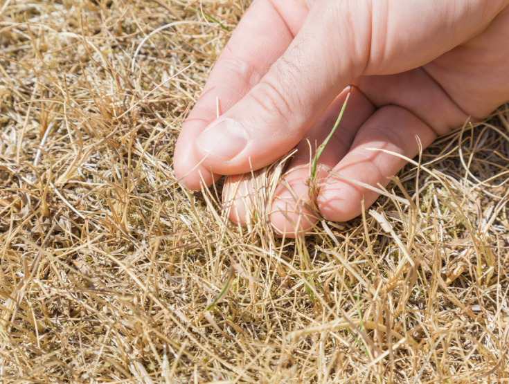 Close-up of a hand touching dry grass on a lawn