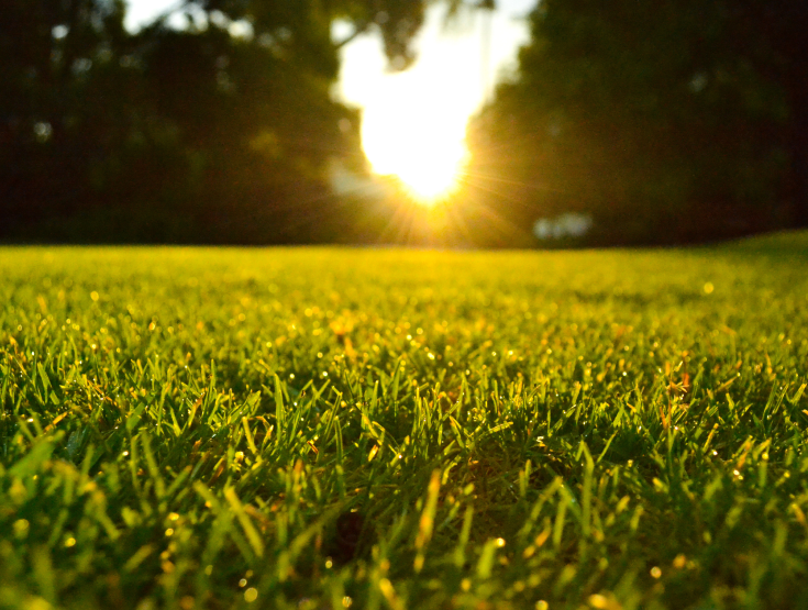 A beautiful, well-fertilized lawn with the sun setting in the background
