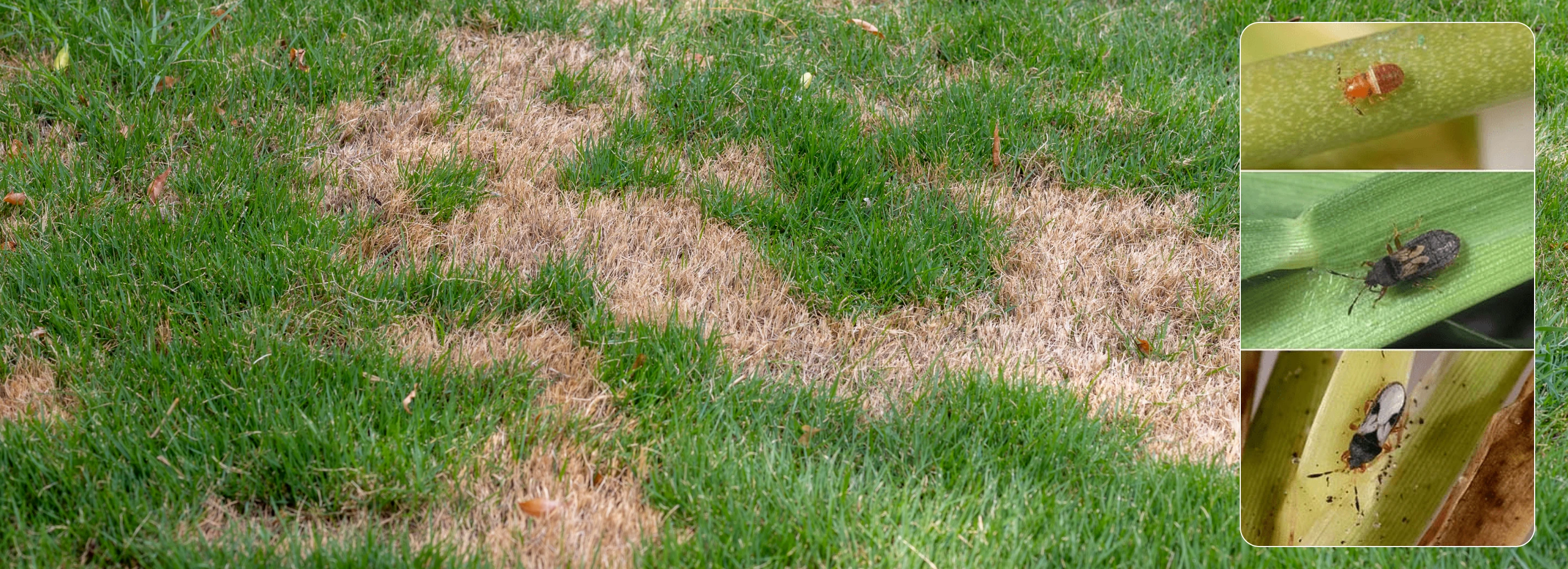 Chinch bug damaged grass and chinch bugs at various stages of development