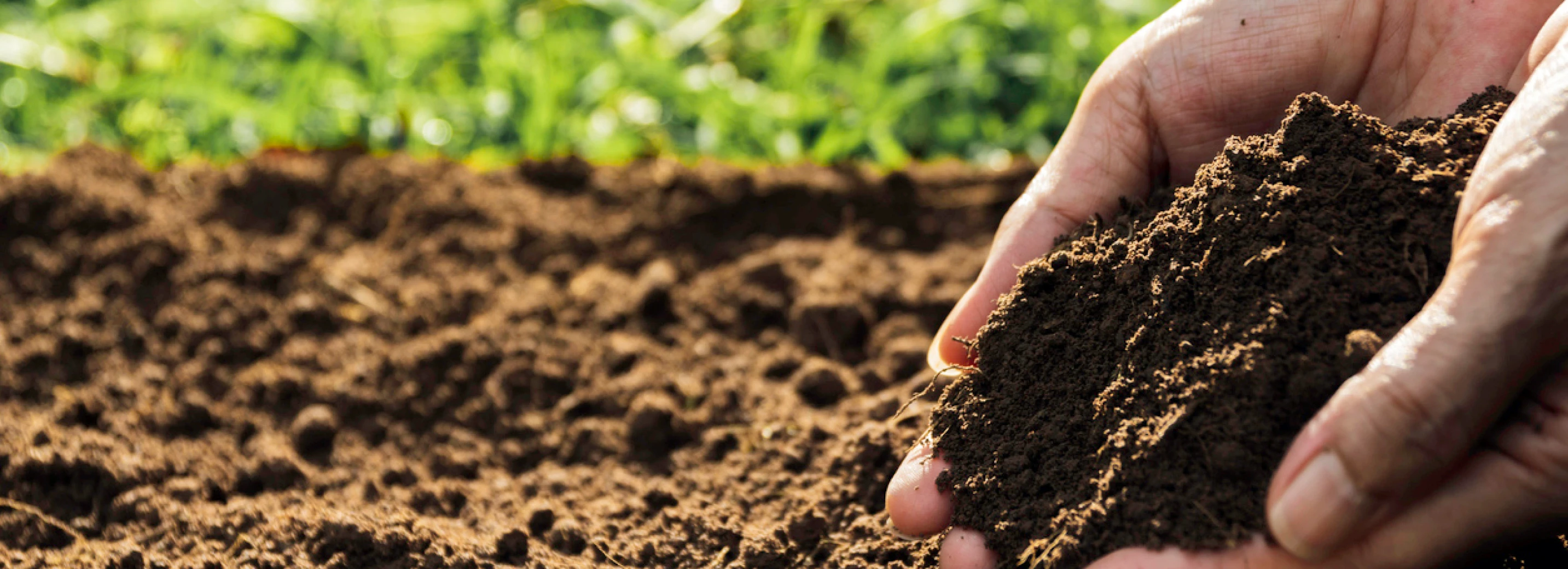 Hands holding soil next to grass
