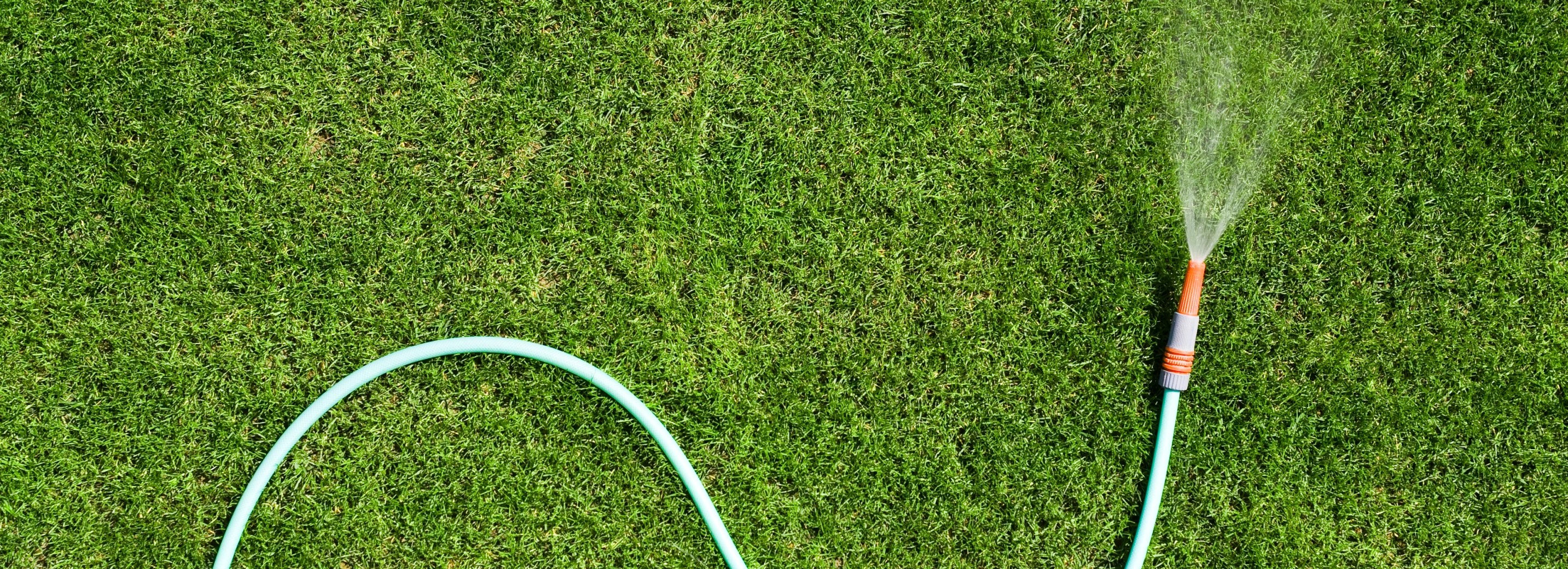 Hose spraying water on a lawn