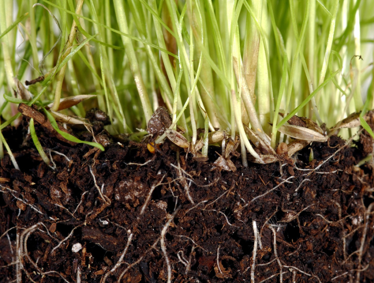 Close-up of grass in soil and the root system underneath