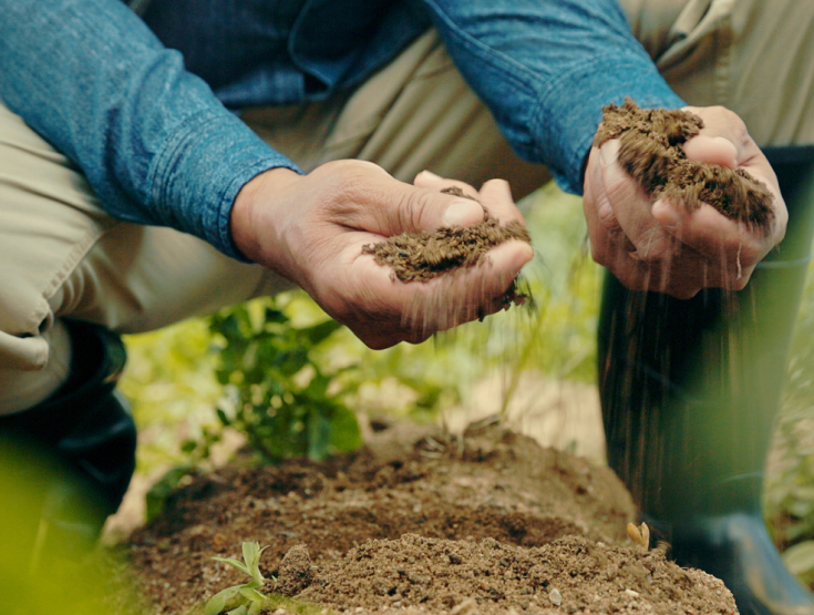 Someone holding soil for testing