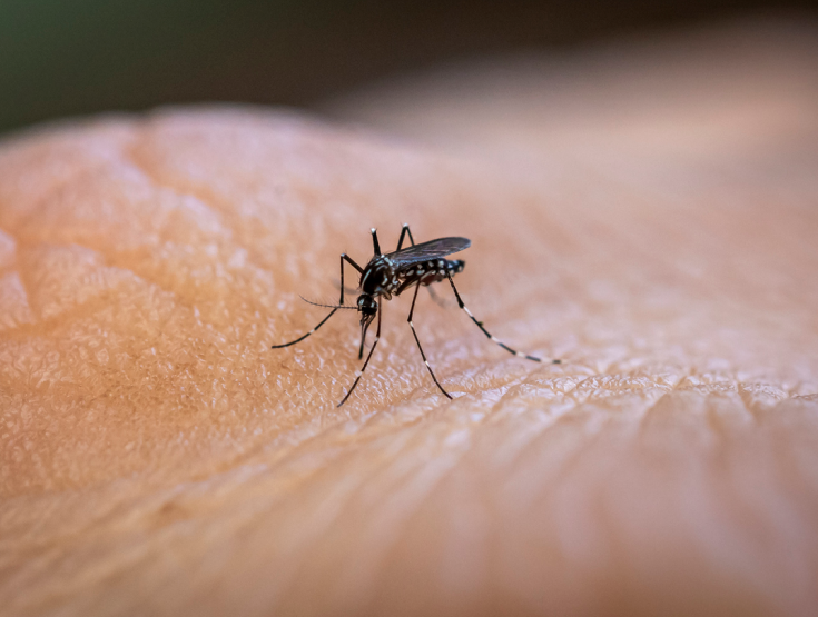 Closeup of mosquito on someone's skin