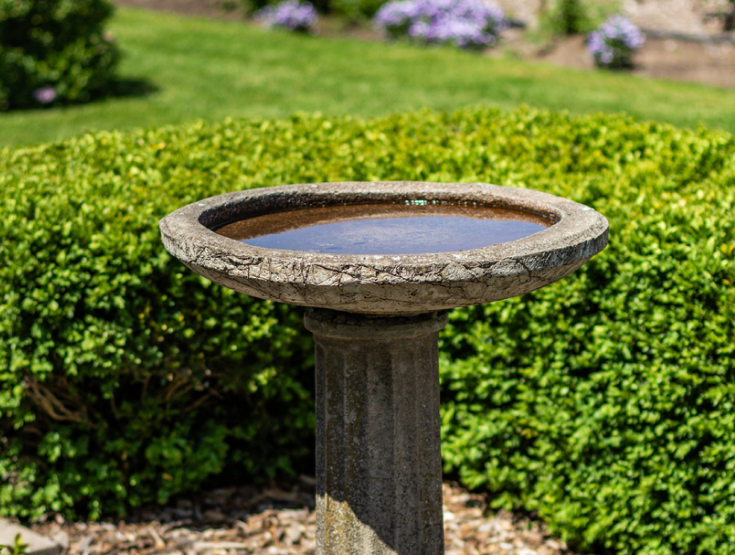 Standing water in a birdbath