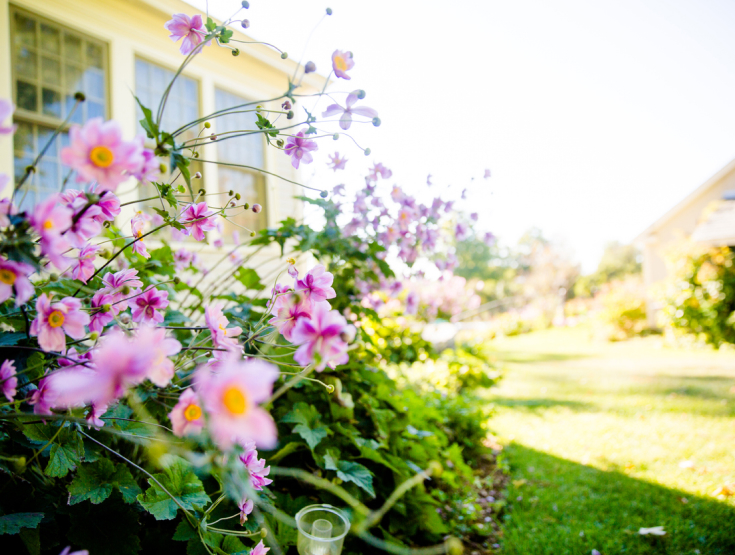 Spring flowers in front of a house with a lawn in the background