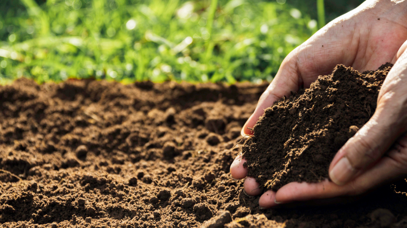 How to Lower Soil pH for Healthier Lawns: A Complete Guide 
