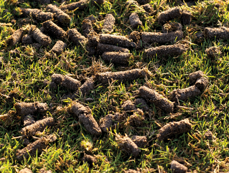 Soil plugs on the top of a lawn after aeration