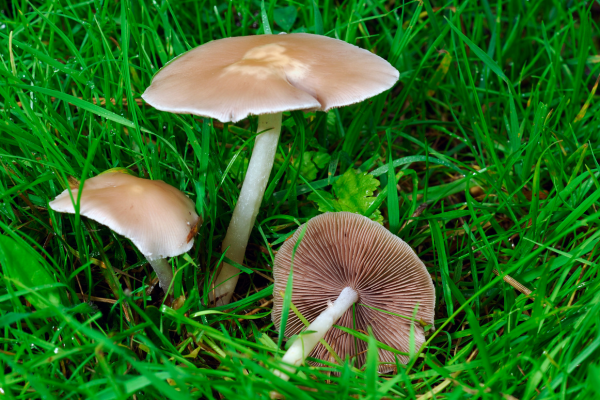 Fairy ring mushrooms