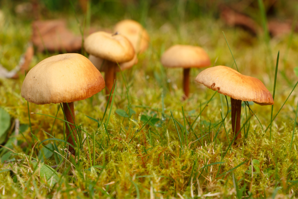 Mower's mushrooms