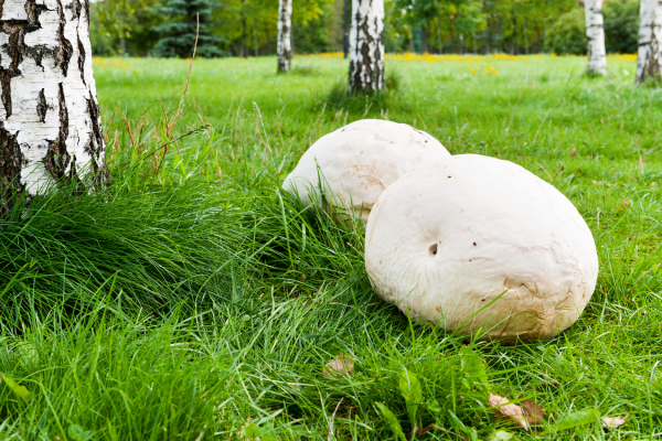 Puffball mushrooms