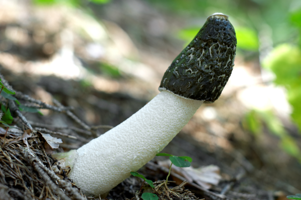 Stinkhorn mushroom