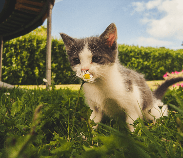 Kitten on the lawn sniffing a daisy