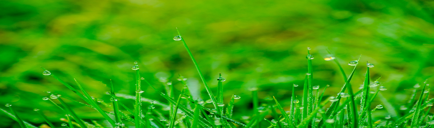Close-up of water droplets on weeds