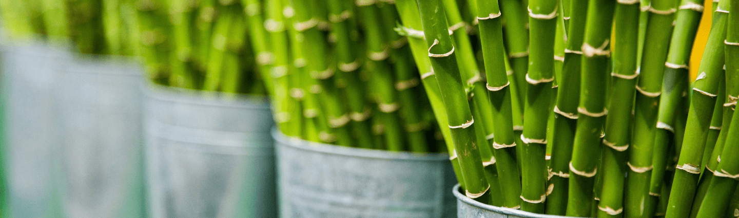 Bamboo stalks in buckets