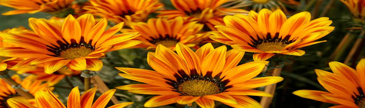 Beautiful yellow flowers