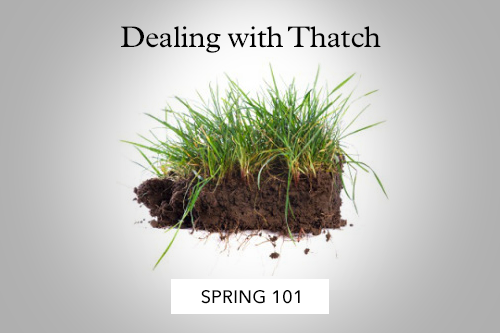 Showing thatch layer under turf grass
