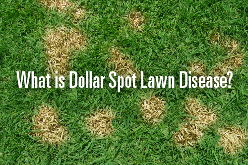 Grass with Dollar Spot disease