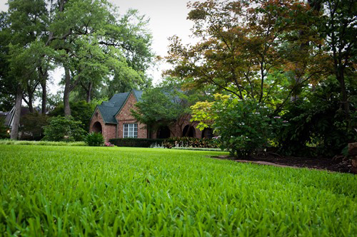 Well-fertilized lawn
