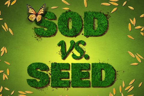 Sod vs. seed graphic
