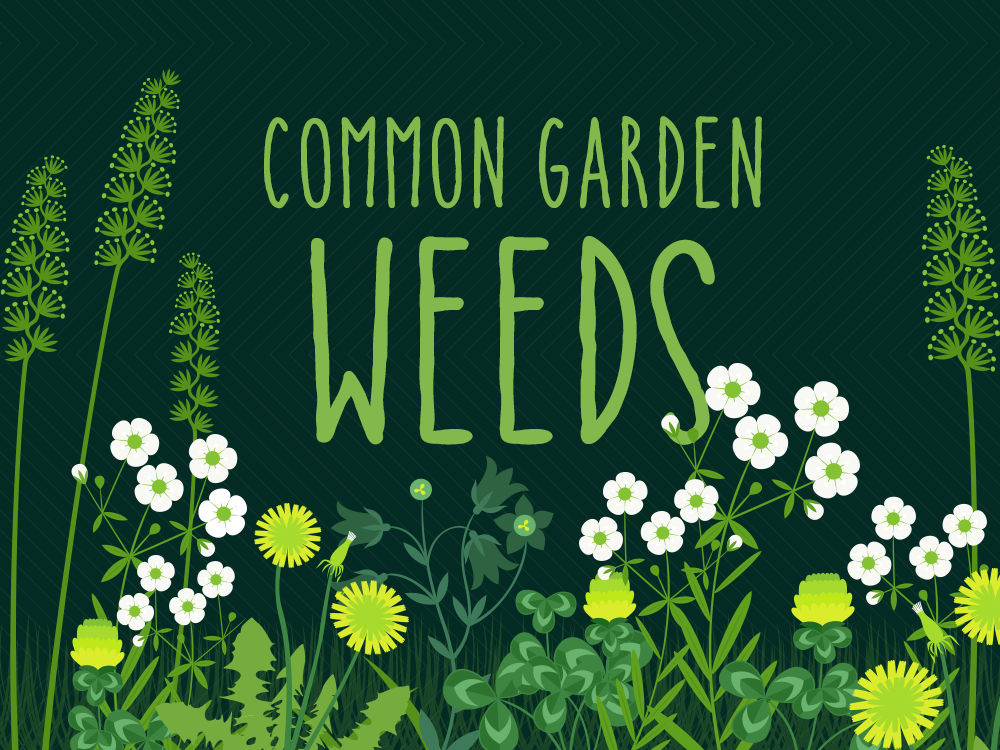 Common Garden Weeds graphic