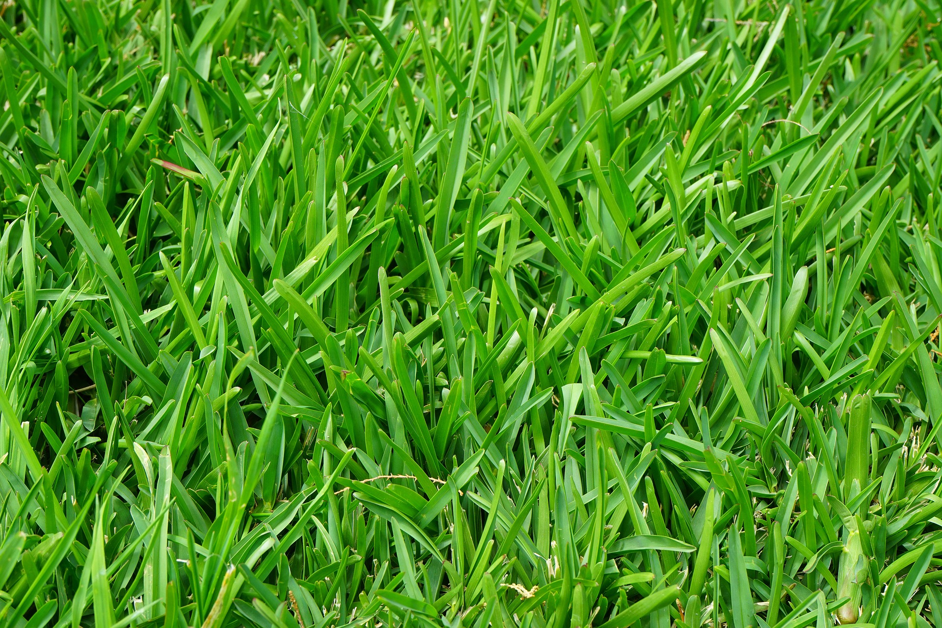 Close-up of grass on a lawn