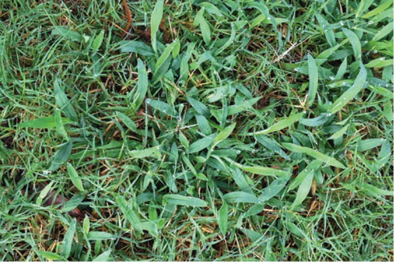 Crabgrass taking over a lawn