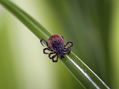 Tick clinging to a grass blade