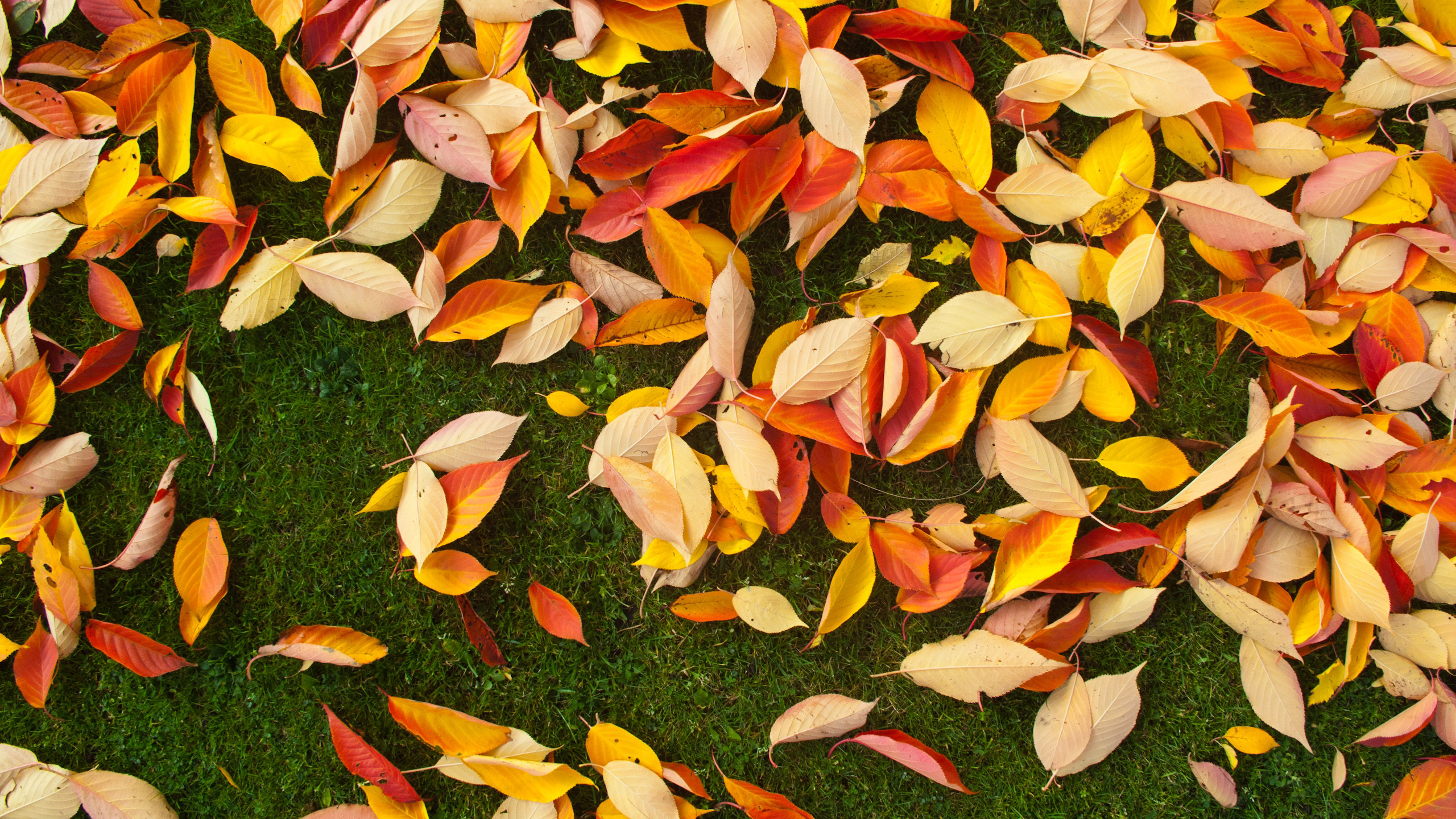 Close-up of autumn leaves on a lawn