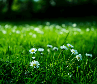 Keep Summer Crabgrass Under Control