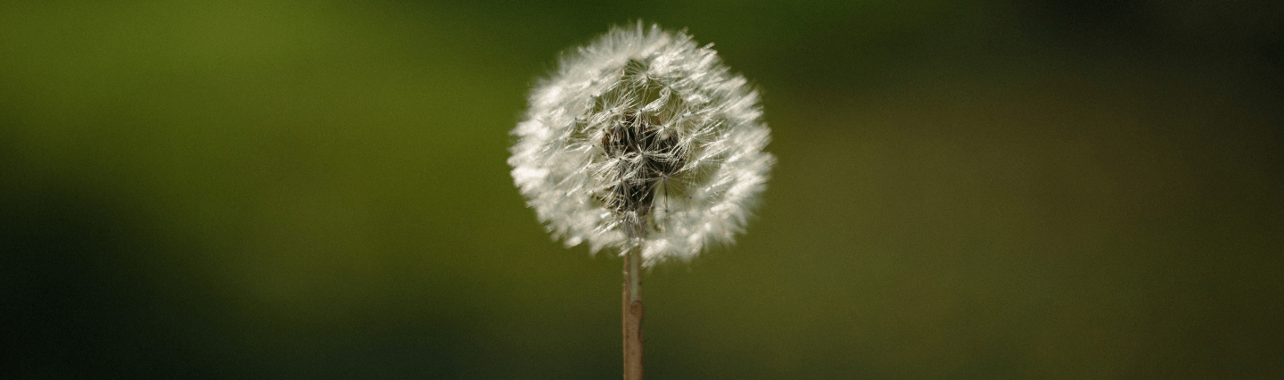 Close-up of a dandelion weed